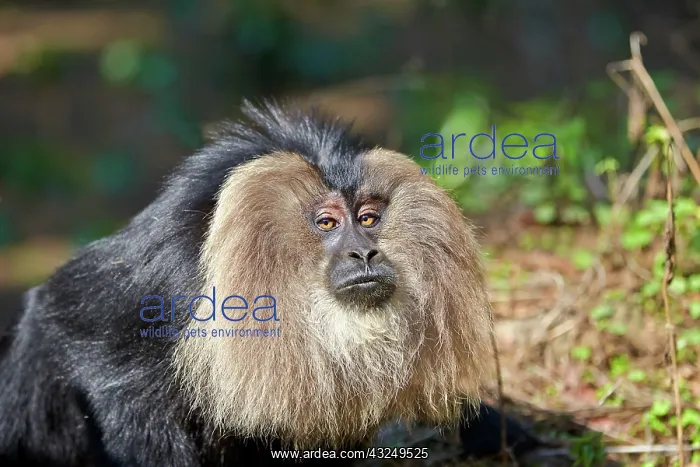: Lion-tailed Macaque / Wanderoo adult dominant male : Lion-tailed Macaque / Wanderoo adult dominant male