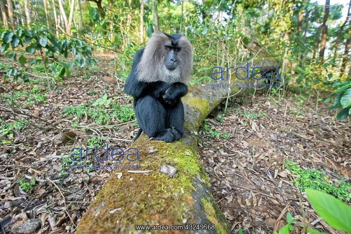 : Lion-tailed Macaque / Wanderoo adult dominant male : Lion-tailed Macaque / Wanderoo adult dominant male