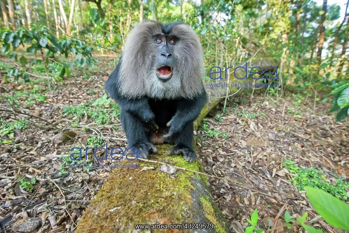 : Lion-tailed Macaque / Wanderoo adult dominant male : Lion-tailed Macaque / Wanderoo adult dominant male