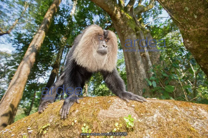 : Lion-tailed Macaque / Wanderoo adult dominant male : Lion-tailed Macaque / Wanderoo adult dominant male