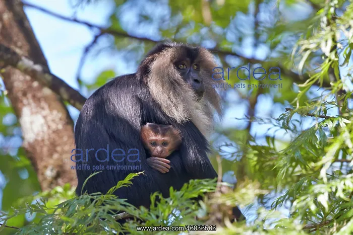 : Lion-tailed Macaque / Wanderoo adult female with : Lion-tailed Macaque / Wanderoo adult female with
