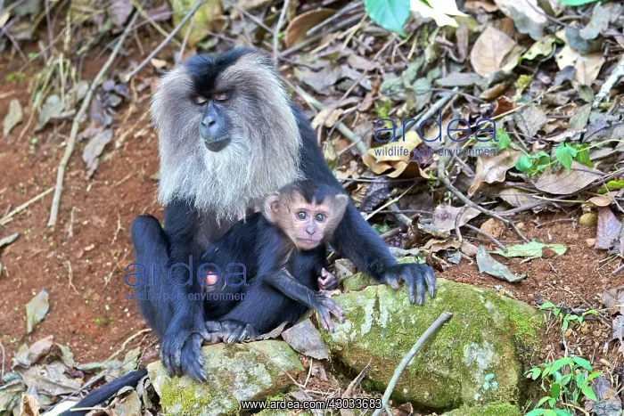 : Lion-tailed Macaque / Wanderoo adult female with : Lion-tailed Macaque / Wanderoo adult female with