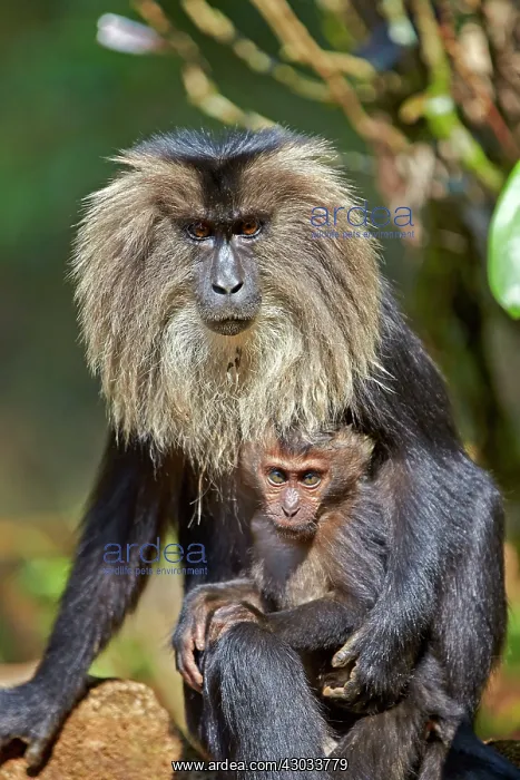  : Lion-tailed Macaque  /  Wanderoo adult female with