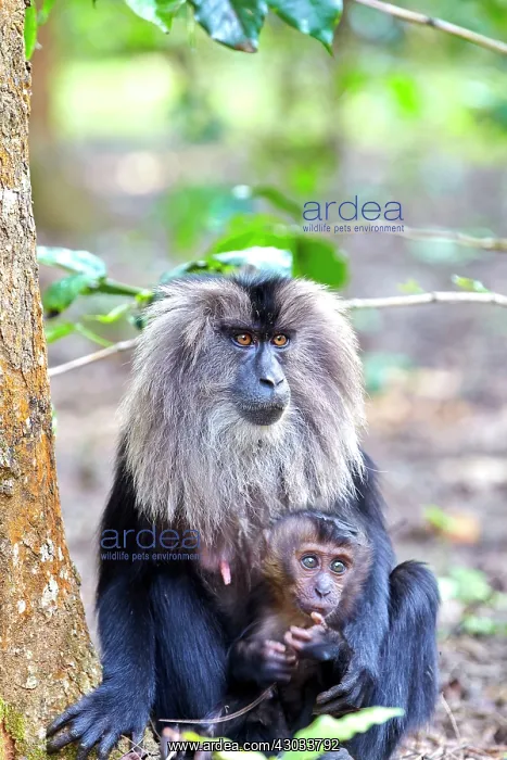 : Lion-tailed Macaque / Wanderoo adult female with : Lion-tailed Macaque / Wanderoo adult female with