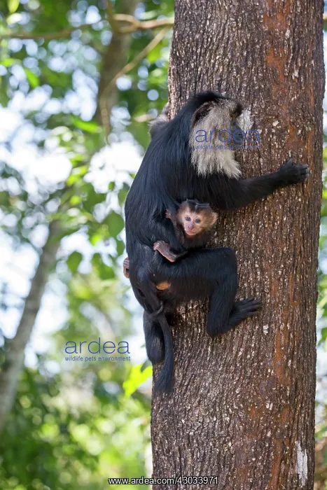  : Lion-tailed Macaque  /  Wanderoo adult female with