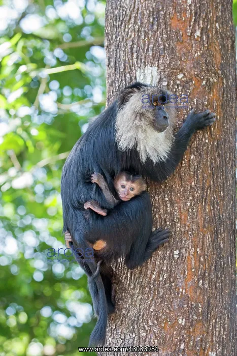 : Lion-tailed Macaque / Wanderoo adult female with : Lion-tailed Macaque / Wanderoo adult female with