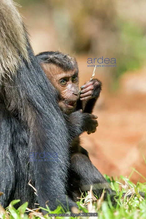 : Lion-tailed Macaque / Wanderoo adult female with : Lion-tailed Macaque / Wanderoo adult female with