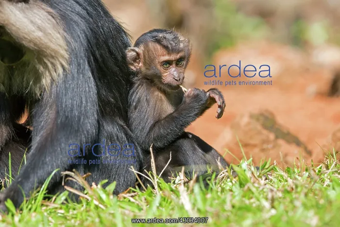 : Lion-tailed Macaque / Wanderoo adult female with : Lion-tailed Macaque / Wanderoo adult female with