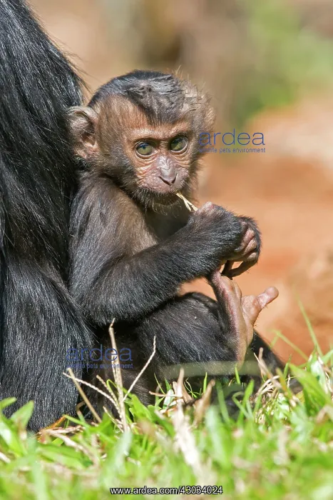 : Lion-tailed Macaque / Wanderoo adult female with : Lion-tailed Macaque / Wanderoo adult female with