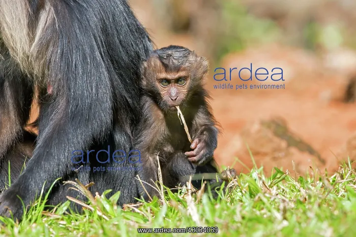 : Lion-tailed Macaque / Wanderoo adult female with : Lion-tailed Macaque / Wanderoo adult female with