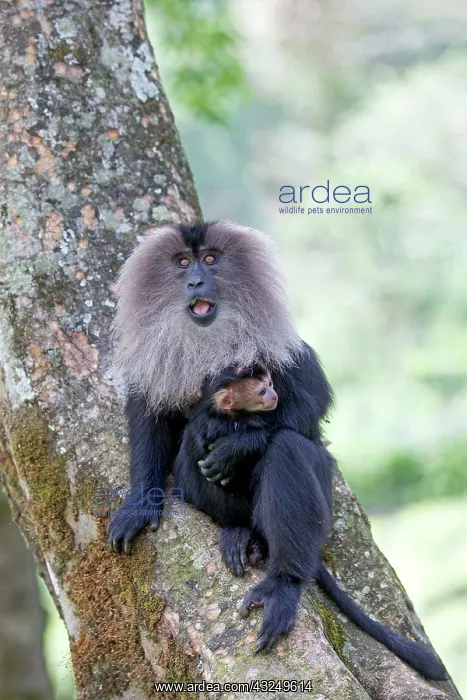: Lion-tailed Macaque / Wanderoo adult female with : Lion-tailed Macaque / Wanderoo adult female with