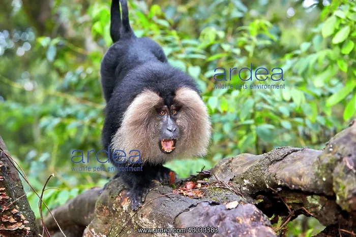 : Lion-tailed Macaque / Wanderoo adult male with dominant : Lion-tailed Macaque / Wanderoo adult male with dominant