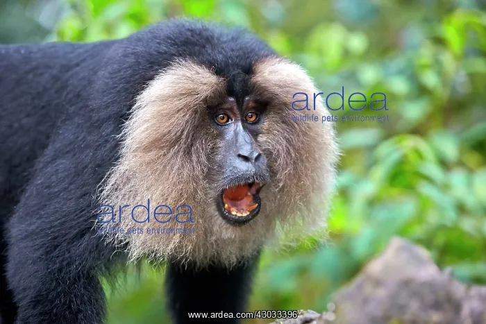 : Lion-tailed Macaque / Wanderoo adult male with dominant : Lion-tailed Macaque / Wanderoo adult male with dominant