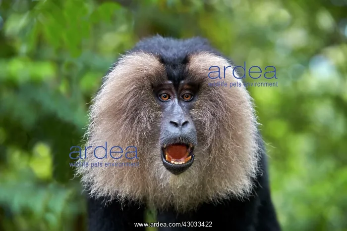 : Lion-tailed Macaque / Wanderoo adult male with dominant : Lion-tailed Macaque / Wanderoo adult male with dominant