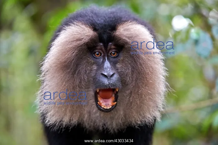 : Lion-tailed Macaque / Wanderoo adult male with dominant : Lion-tailed Macaque / Wanderoo adult male with dominant