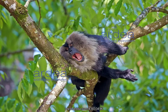 : Lion-tailed Macaque / Wanderoo adult male with dominant : Lion-tailed Macaque / Wanderoo adult male with dominant