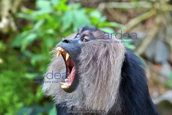 : Lion-tailed Macaque / Wanderoo adult male with dominant : Lion-tailed Macaque / Wanderoo adult male with dominant