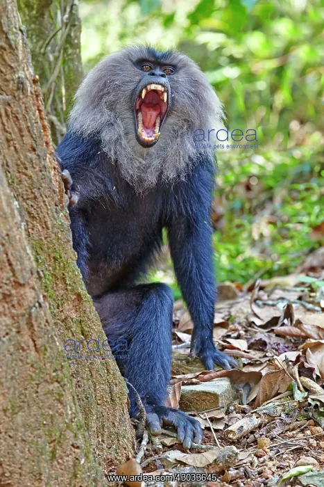 : Lion-tailed Macaque / Wanderoo adult male with dominant : Lion-tailed Macaque / Wanderoo adult male with dominant