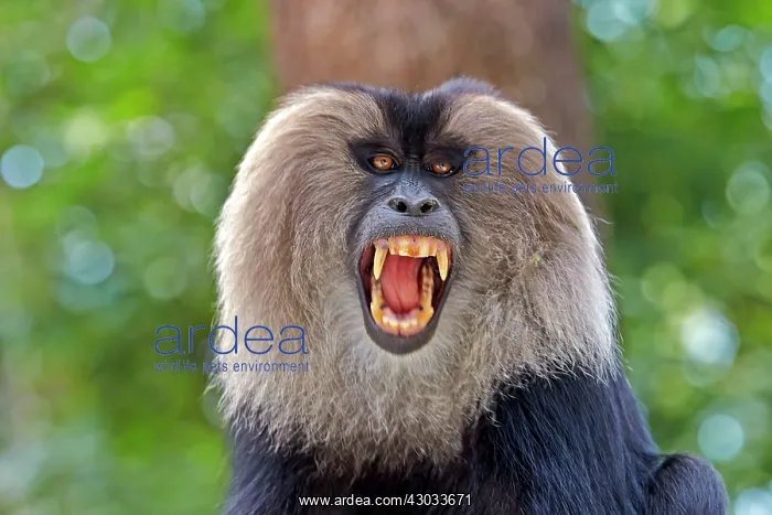 : Lion-tailed Macaque / Wanderoo adult male with dominant : Lion-tailed Macaque / Wanderoo adult male with dominant
