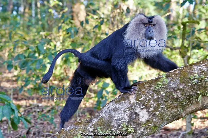 : Lion-tailed Macaque / Wanderoo adult male with dominant : Lion-tailed Macaque / Wanderoo adult male with dominant