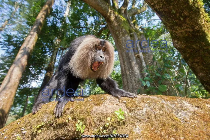 : Lion-tailed Macaque / Wanderoo adult male with dominant : Lion-tailed Macaque / Wanderoo adult male with dominant