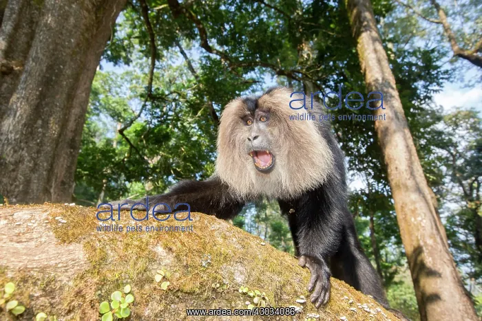 : Lion-tailed Macaque / Wanderoo adult male with dominant : Lion-tailed Macaque / Wanderoo adult male with dominant