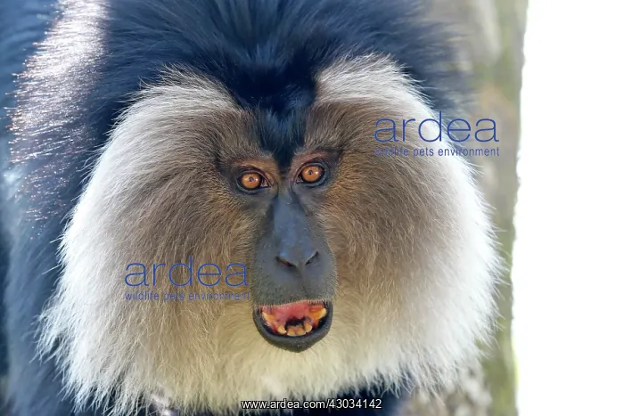 : Lion-tailed Macaque / Wanderoo adult male with dominant : Lion-tailed Macaque / Wanderoo adult male with dominant