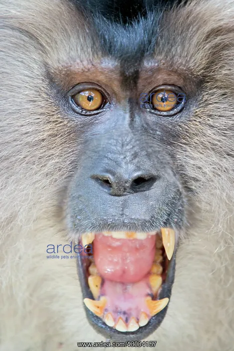 : Lion-tailed Macaque / Wanderoo adult male with dominant : Lion-tailed Macaque / Wanderoo adult male with dominant