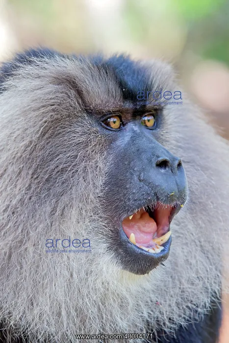 : Lion-tailed Macaque / Wanderoo adult male with dominant : Lion-tailed Macaque / Wanderoo adult male with dominant