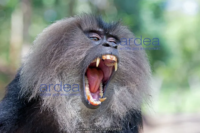 : Lion-tailed Macaque / Wanderoo adult male with dominant : Lion-tailed Macaque / Wanderoo adult male with dominant