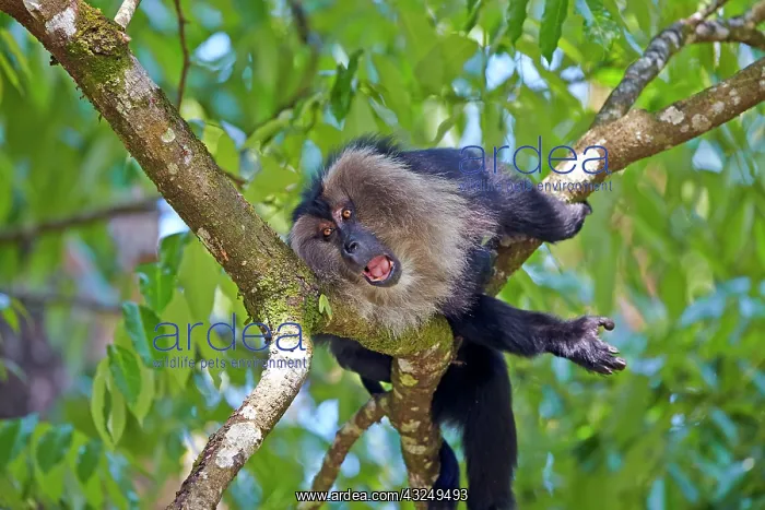  : Lion-tailed Macaque  /  Wanderoo adult male with dominant