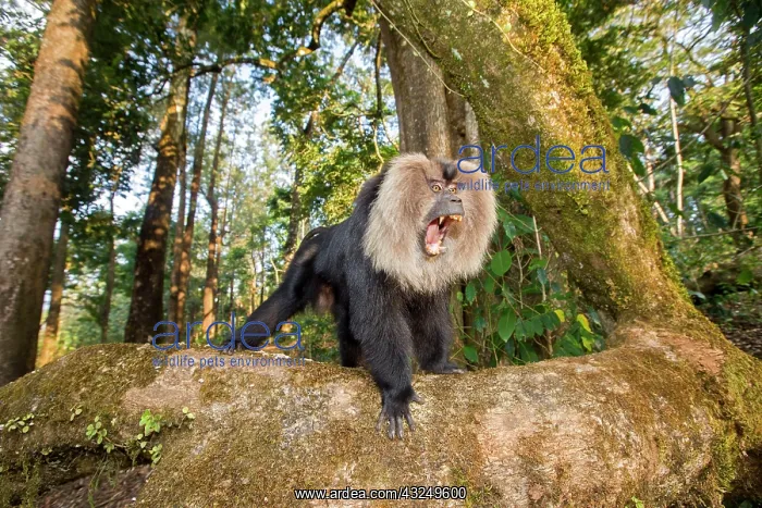 : Lion-tailed Macaque / Wanderoo adult male with dominant : Lion-tailed Macaque / Wanderoo adult male with dominant