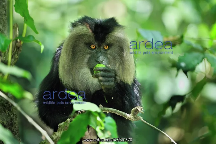 : Lion-tailed Macaque / Wanderoo eating avocado : Lion-tailed Macaque / Wanderoo eating avocado