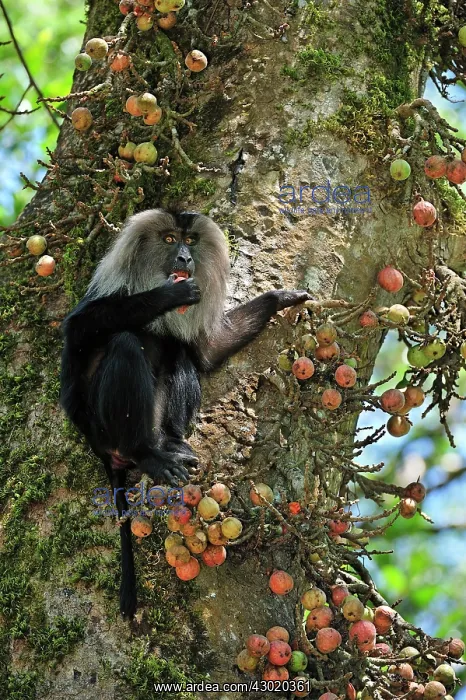 : Lion-tailed Macaque / Wanderoo on fig tree feeding : Lion-tailed Macaque / Wanderoo on fig tree feeding