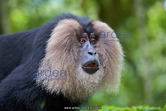 : Lion-tailed Macaque / Wanderoo (ranks among the : Lion-tailed Macaque / Wanderoo (ranks among the