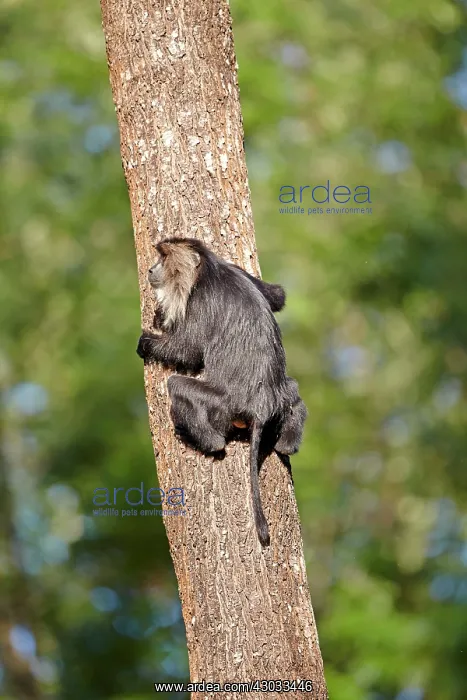 : Lion-tailed Macaque / Wanderoo (ranks among the : Lion-tailed Macaque / Wanderoo (ranks among the