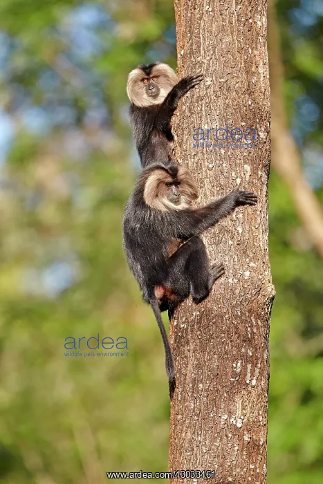 : Lion-tailed Macaque / Wanderoo (ranks among the : Lion-tailed Macaque / Wanderoo (ranks among the