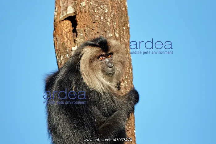 : Lion-tailed Macaque / Wanderoo (ranks among the : Lion-tailed Macaque / Wanderoo (ranks among the