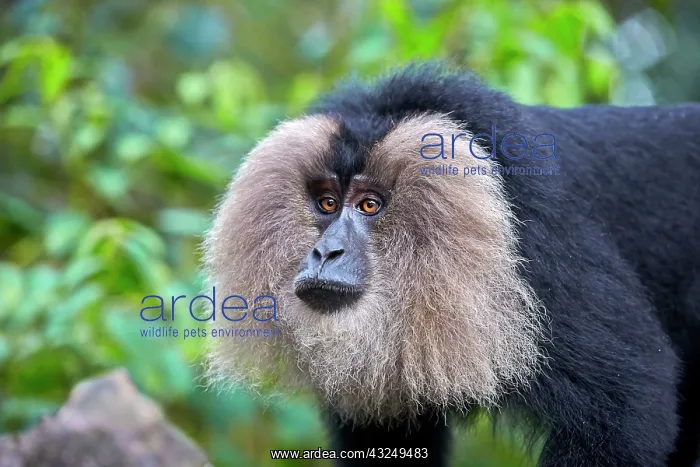 : Lion-tailed Macaque / Wanderoo (ranks among the : Lion-tailed Macaque / Wanderoo (ranks among the