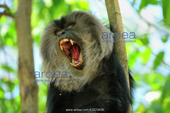 : Lion-tailed Macaque / Wanderoo yawning : Lion-tailed Macaque / Wanderoo yawning