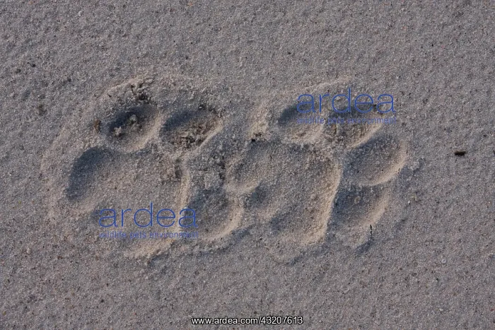 : Lion tracks : Lion tracks