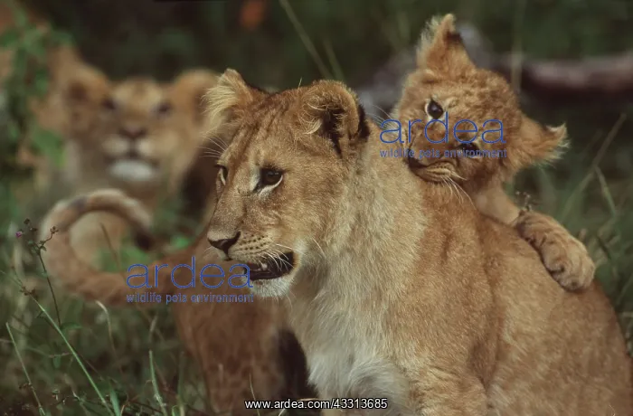 : LION - two, cub biting neck of young lion : LION - two, cub biting neck of young lion