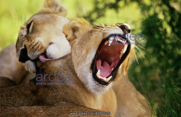 : Lion - two, on yawning whilst being groomed : Lion - two, on yawning whilst being groomed