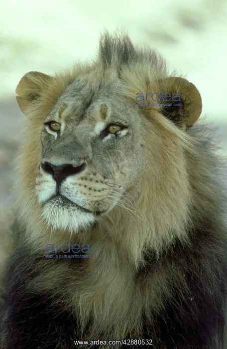 : Lion - Typical black-maned Kalahari male : Lion - Typical black-maned Kalahari male
