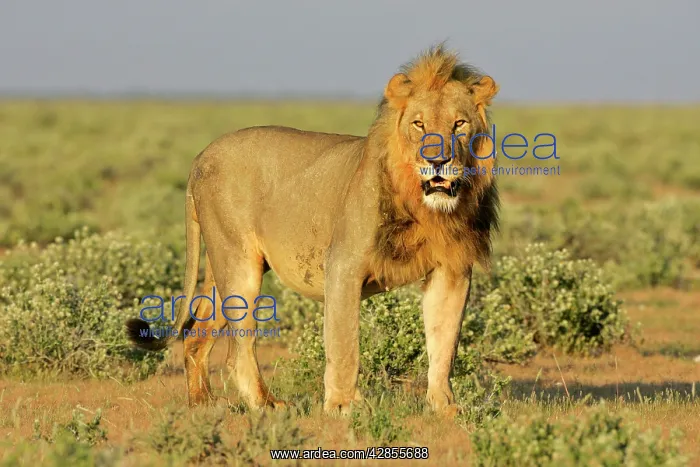 : Lion - front view of an adult male standing in savannah : Lion - front view of an adult male standing in savannah