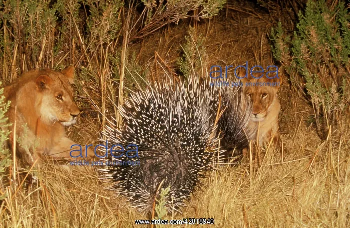 : LION - WATCHING PORCUPINE : LION - WATCHING PORCUPINE