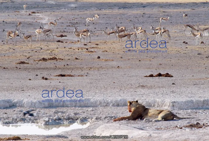 : Lion - at waterhole : Lion - at waterhole