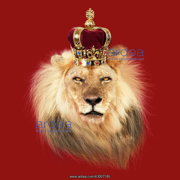 : Lion wearing a crown : Lion wearing a crown