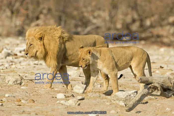 : Lion - Young female and pride male side by side : Lion - Young female and pride male side by side