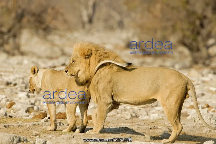 : Lion - Young female urinating infront of a male : Lion - Young female urinating infront of a male